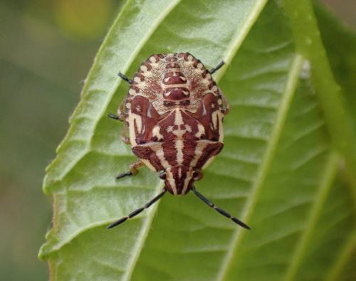 Réf. 306 880 : Carpocoris sp.